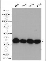 PCNA Antibody in Western Blot (WB)