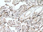 NCK2 Antibody in Immunohistochemistry (Paraffin) (IHC (P))