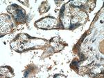 NCK2 Antibody in Immunohistochemistry (Paraffin) (IHC (P))