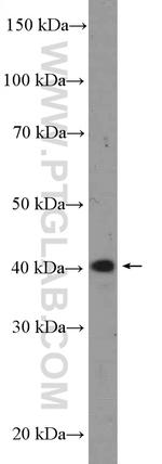 NCK2 Antibody in Western Blot (WB)