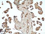 CIRBP Antibody in Immunohistochemistry (Paraffin) (IHC (P))