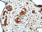 CIRBP Antibody in Immunohistochemistry (Paraffin) (IHC (P))