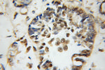 CIRBP Antibody in Immunohistochemistry (Paraffin) (IHC (P))