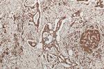 CIRBP Antibody in Immunohistochemistry (Paraffin) (IHC (P))