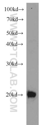 CIRBP Antibody in Western Blot (WB)