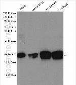 CIRBP Antibody in Western Blot (WB)