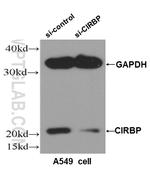 CIRBP Antibody in Western Blot (WB)