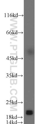 CIRBP Antibody in Western Blot (WB)