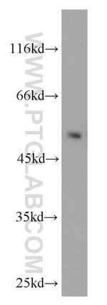 RUVBL1 Antibody in Western Blot (WB)