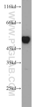 RUVBL1 Antibody in Western Blot (WB)