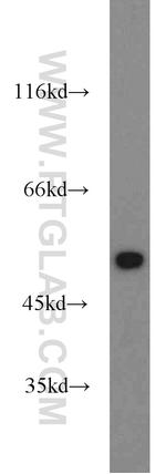 RUVBL1 Antibody in Western Blot (WB)