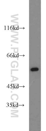 RUVBL1 Antibody in Western Blot (WB)