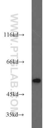 RUVBL1 Antibody in Western Blot (WB)