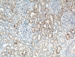 HSPBP1 Antibody in Immunohistochemistry (Paraffin) (IHC (P))