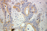 HSPBP1 Antibody in Immunohistochemistry (Paraffin) (IHC (P))