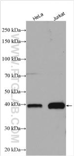 HSPBP1 Antibody in Western Blot (WB)