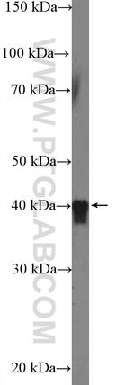 HSPBP1 Antibody in Western Blot (WB)