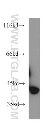 HSPBP1 Antibody in Western Blot (WB)