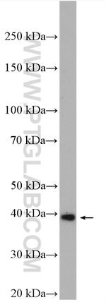 HSPBP1 Antibody in Western Blot (WB)