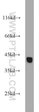 HSPBP1 Antibody in Western Blot (WB)