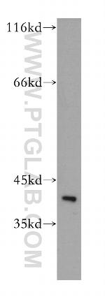 HSPBP1 Antibody in Western Blot (WB)