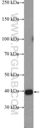 HSPBP1 Antibody in Western Blot (WB)