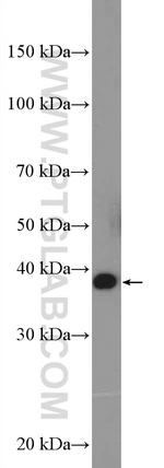 HSPBP1 Antibody in Western Blot (WB)