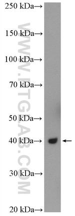 HSPBP1 Antibody in Western Blot (WB)