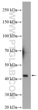 HSPBP1 Antibody in Western Blot (WB)