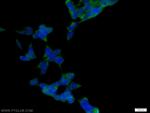 CDC37 Antibody in Immunocytochemistry (ICC/IF)