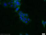 CDC37 Antibody in Immunocytochemistry (ICC/IF)