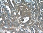 CDC37 Antibody in Immunohistochemistry (Paraffin) (IHC (P))