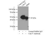 CDC37 Antibody in Immunoprecipitation (IP)