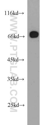 Sam68 Antibody in Western Blot (WB)