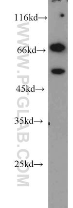 Sam68 Antibody in Western Blot (WB)