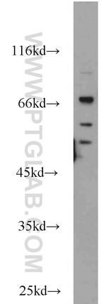 Sam68 Antibody in Western Blot (WB)