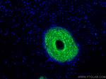 CRABP2 Antibody in Immunohistochemistry (PFA fixed) (IHC (PFA))