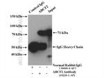 ABCF2 Antibody in Immunoprecipitation (IP)