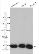 EIF2S2 Antibody in Western Blot (WB)