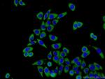 EIF2S2 Antibody in Immunocytochemistry (ICC/IF)