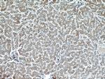 EIF2S2 Antibody in Immunohistochemistry (Paraffin) (IHC (P))