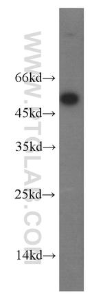 EIF2S2 Antibody in Western Blot (WB)