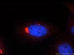 nucleobindin 1 Antibody in Immunocytochemistry (ICC/IF)