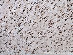 nucleobindin 1 Antibody in Immunohistochemistry (Paraffin) (IHC (P))