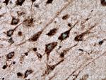 nucleobindin 1 Antibody in Immunohistochemistry (Paraffin) (IHC (P))