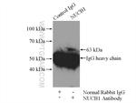 nucleobindin 1 Antibody in Immunoprecipitation (IP)