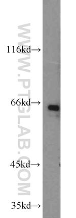 nucleobindin 1 Antibody in Western Blot (WB)