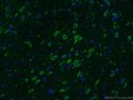 nucleobindin 1 Antibody in Immunohistochemistry (PFA fixed) (IHC (PFA))