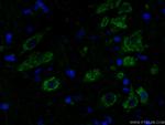 nucleobindin 1 Antibody in Immunohistochemistry (PFA fixed) (IHC (PFA))