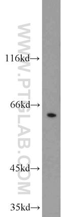 nucleobindin 1 Antibody in Western Blot (WB)